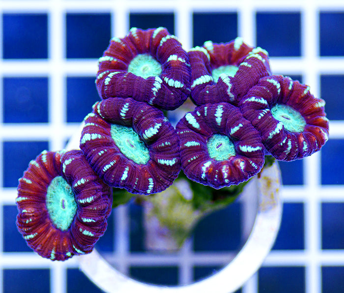 Australian Ultra Caulastrea
