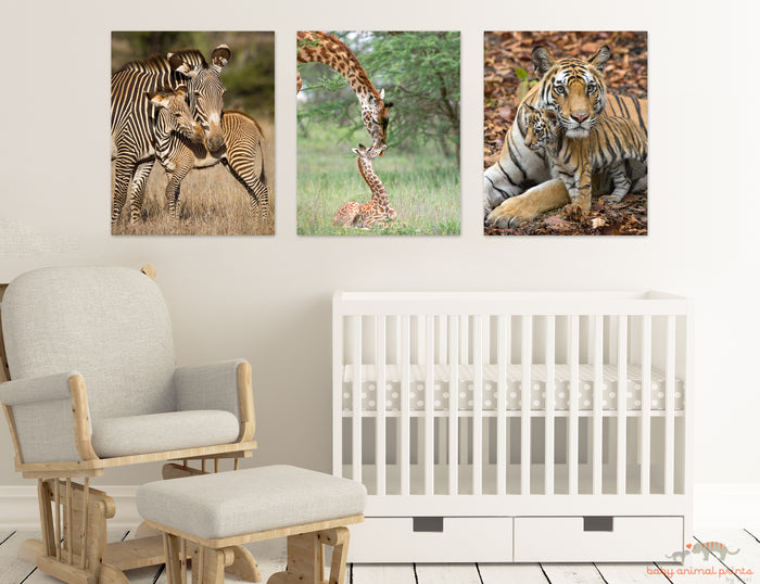 Mom and Baby Tiger Photo