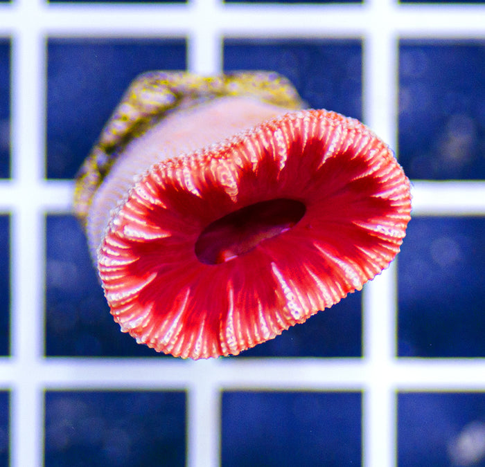 Australian Premium Balanophyllia