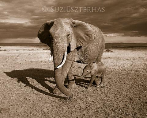 Baby Elephant and Mom Photo