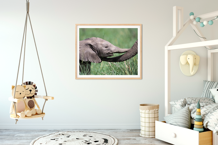 Baby Elephant Trunk Hug Photo