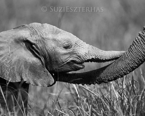 Baby Elephant Trunk Hug Photo