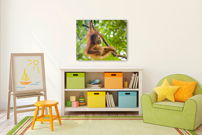 Baby Orangutan Playing Photo