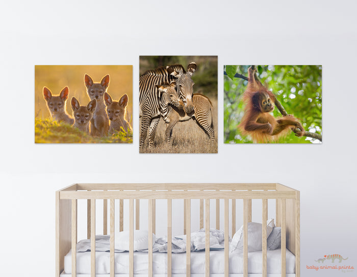 Baby Orangutan Playing Photo