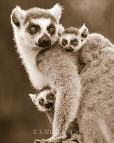 Baby Ring-Tailed Lemurs Photo