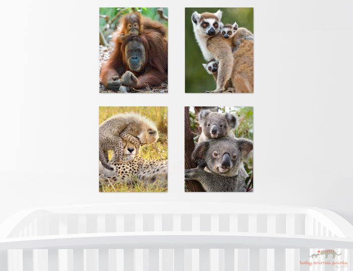 Baby Ring-Tailed Lemurs Photo