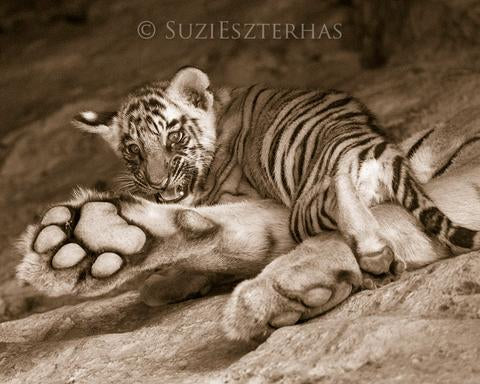 Cute Baby Tiger Photo