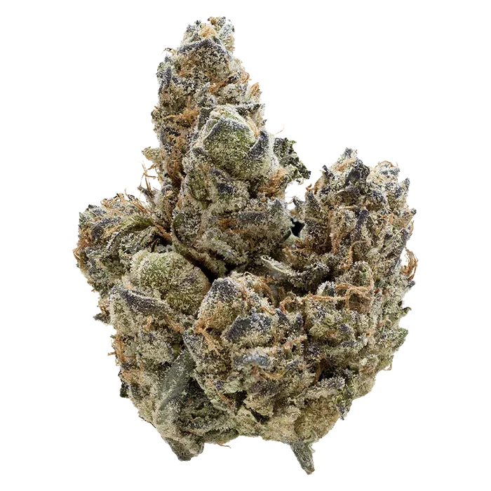 Close-up front view of a frosty, trichome-covered "Florida Oranges" cannabis bud with orange pistils against a white background