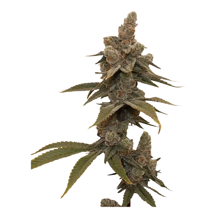 Single-side view of a frosty cola on the Frost Factory plant, showing dense trichome-coated buds and serrated leaves along the central stem.