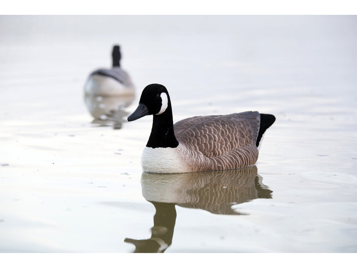 Game On Canada Goose Flocked Floating Decoys 4 Pack | Upright