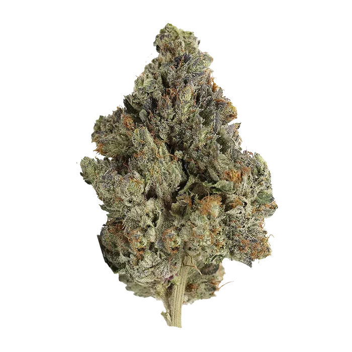 Close-up front view of a single dense Gas Pack cannabis bud showing green, purple, and orange hairs with frosty trichomes.