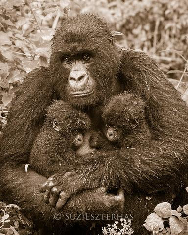 Gorilla and Twin Babies Photo