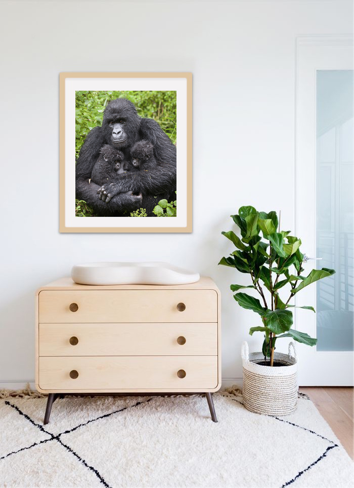 Gorilla and Twin Babies Photo