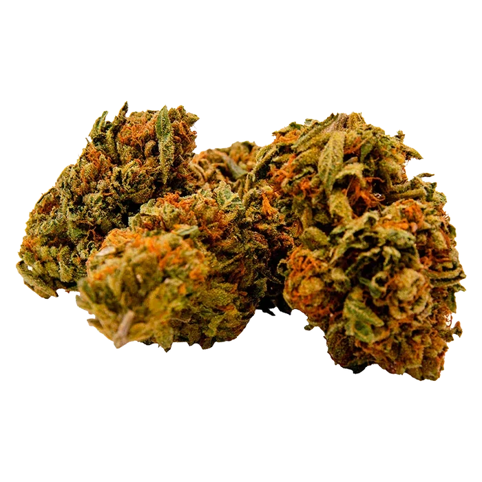 Close-up front view of three Gorilla Zkittlez buds on a white background showing orange hairs and dense green trichome-covered calyxes