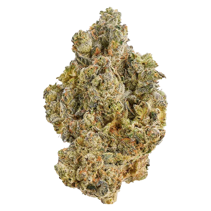 Close-up front view of a single frosty La Bomba cannabis bud against a white background, showing dense green and orange trichome-covered clusters
