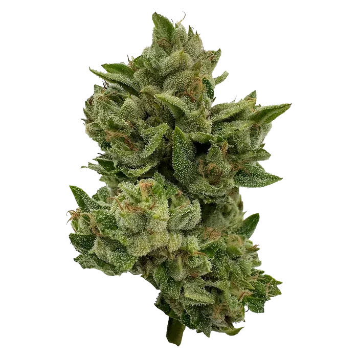 Close-up of a frosty green bud of Pretty Sweet, shown against a white background with visible trichomes and orange pistils.