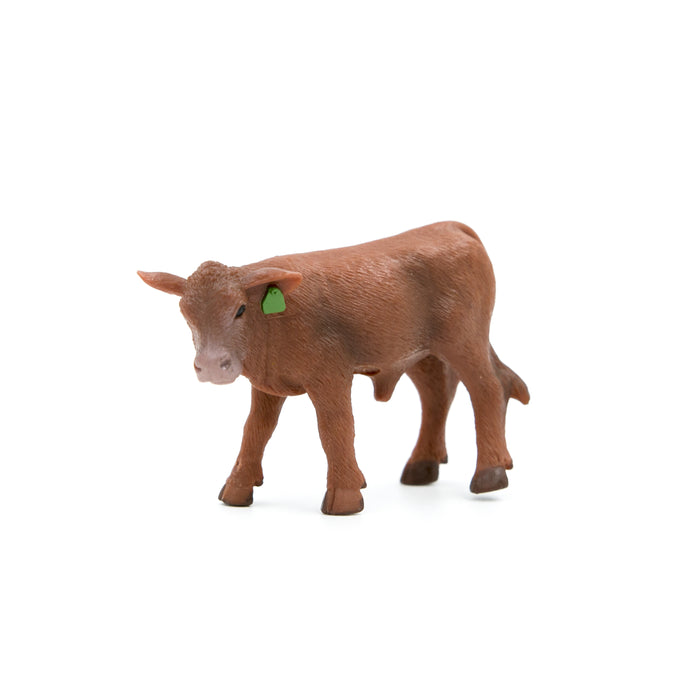 Red Angus Calf