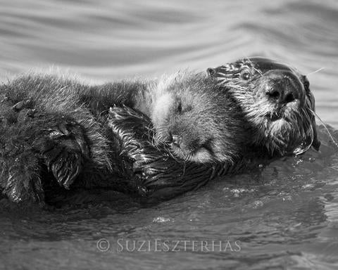 Sea Otter Hugging Baby Photo